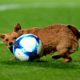 El perro futbolista